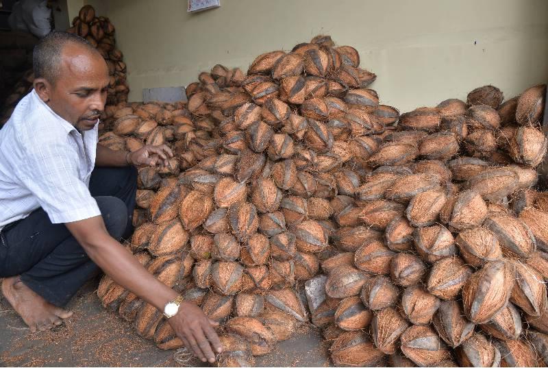 Sales of more than one lakh coconut in Kolhapur | कोल्हापूरकरांत सव्वा लाखाहून अधिक नारळांची विक्री