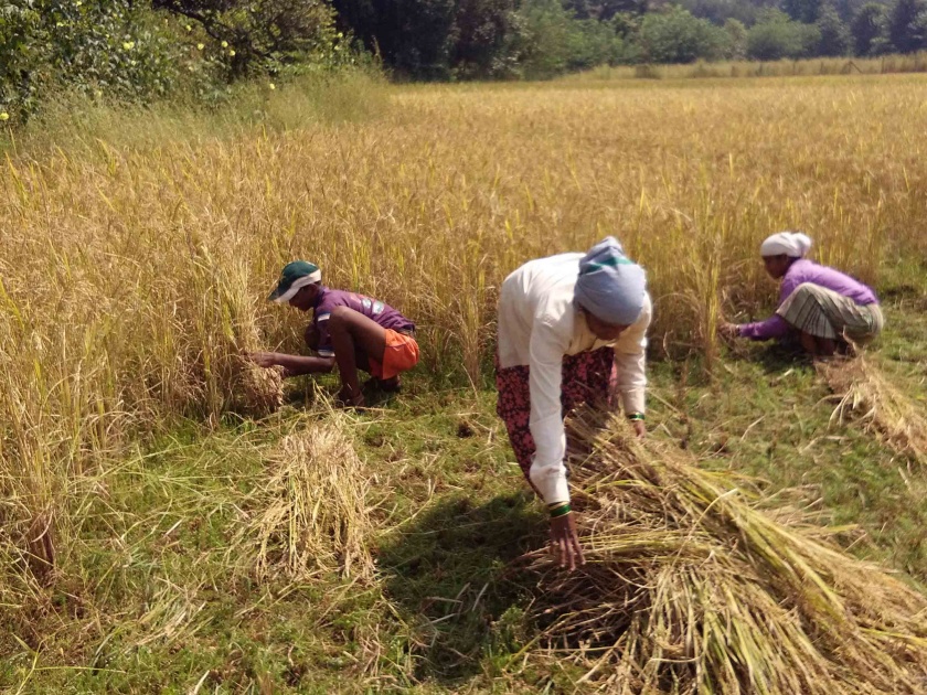The rice speed in Sangameshwar taluka | संगमेश्वर तालुक्यात भात कापणीला वेग
