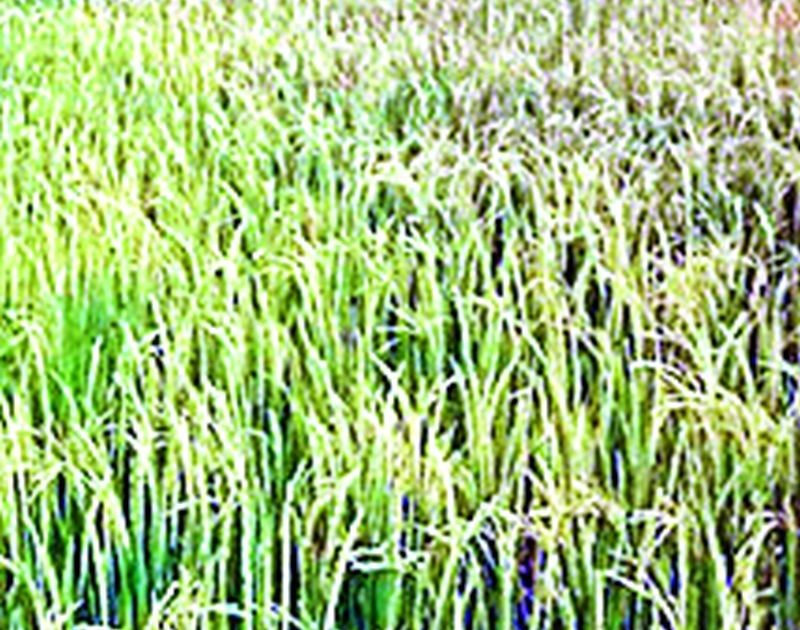 paddy in the pest of crop pests | हाताशी आलेले धान पीक किडींच्या तावडीत