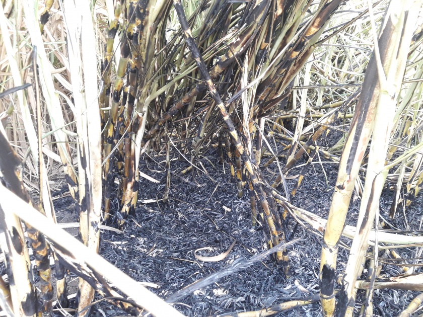 Ten acres of sugarcane in Chandori | चांदोरीत दहा एकर ऊस खाक
