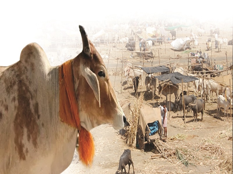 Sixty thousand livestock camps this year: 90 camps in four talukas | साठ हजार जनावरांचा पोळा यंदा छावणीतच : चार तालुक्यात ९४ छावण्या