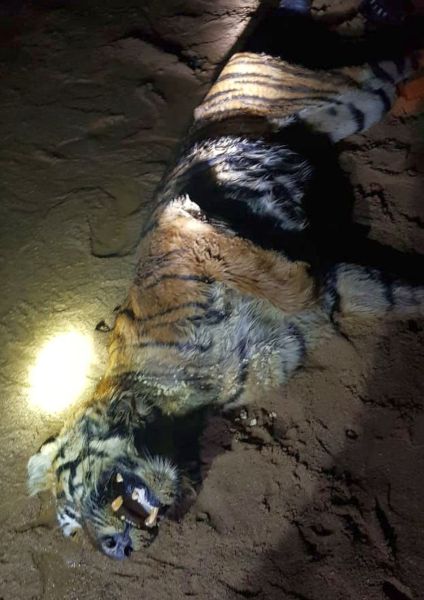 Due to old age, 'that' tigress died in Chandrapur district | चंद्रपूर जिल्ह्यातील ‘ त्या’ वाघिणीचा मृत्यू वृध्दावस्थेमुळे