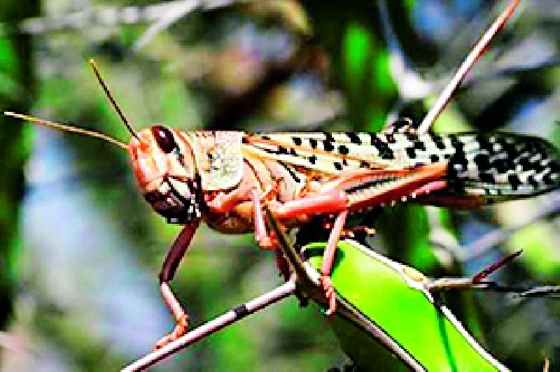 Fear of locust raids entering the district after Morshi, Arvi | मोर्शी, आर्वीनंतर टोळ धाड जिल्ह्यात दाखल होण्याची भीती