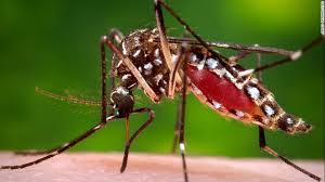 Dangue eight patients in suburbs of Satara city! | सातारा शहराच्या उपनगरामध्ये डेंग्यूचे आठ रुग्ण !