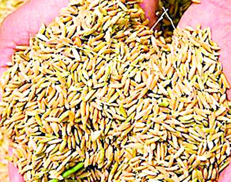 Take special care when buying seeds | बियाणे खरेदी करताना विशेष काळजी घ्या