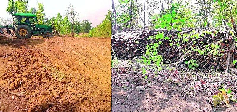Forest land is being converted into agricultural land | वनजमिनीचे रूपांतर होतेय शेतजमिनीत