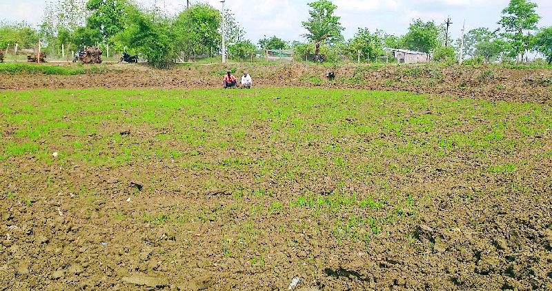 Due to lack of rains, only half of the paddy crop was grown | पावसाअभावी धान पिकाचे पऱ्हे अर्धेच उगवले