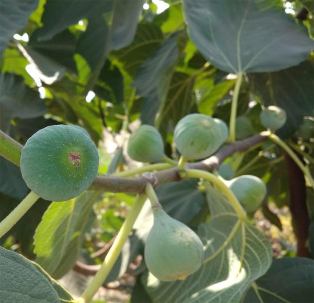 The yield of millions of figs taken out of the two acres of land | दोन एकर शेतात काढले अंजिराचे लाखोंचे उत्पन्न