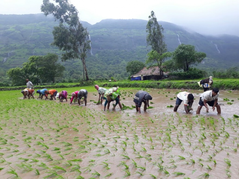 Inflation continues to hit paddy cultivation | भाताच्या लागवडीवर महागाईचे सावट कायम