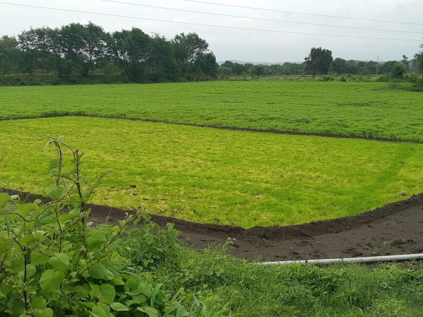 Possibility of outbreak on paddy crops due to lack of rainfall | पावसाअभावी भात पिकांवर प्रादुर्भावाची शक्यता