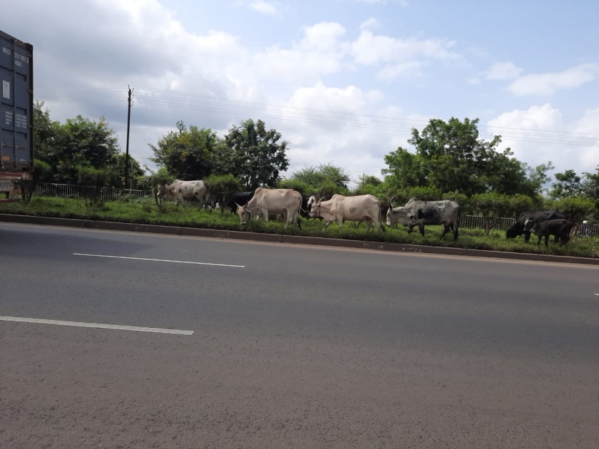 Ozarla Mokat animals on the highway | ओझरला महामार्गावर मोकाट जनावरे