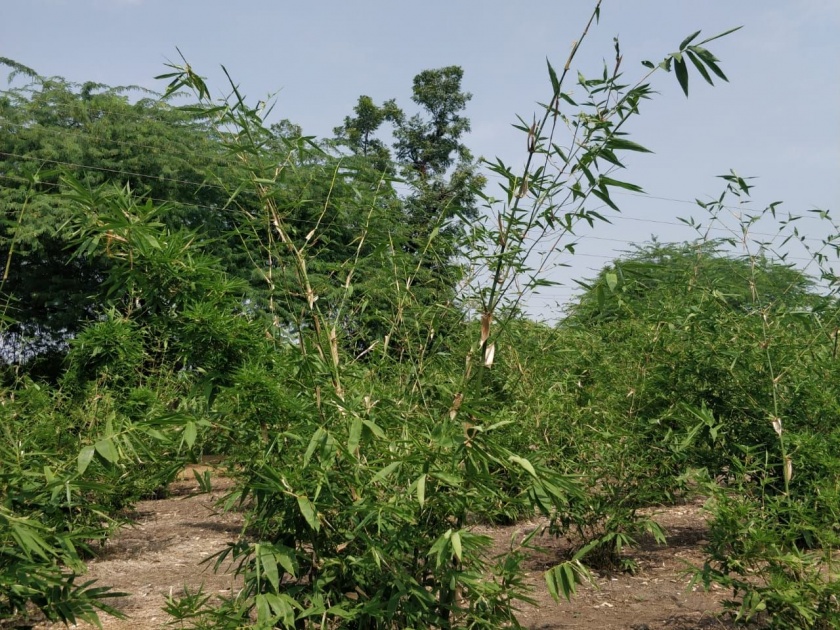 A flourishing bamboo farm in Kajgaon | कजगावात बहरतेय बांबूची शेती
