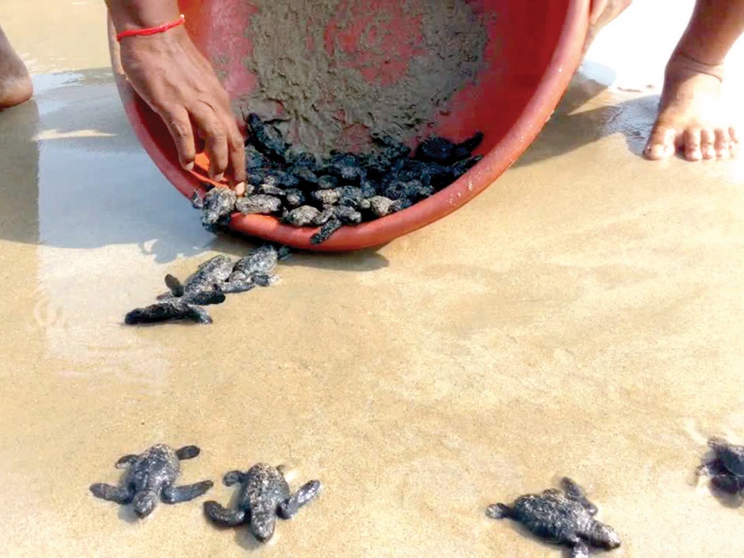 Sindhudurg: 61 cubs of ticks left in the sea, 101 eggs | सिंधुदुर्ग : कासवांच्या ६१ पिल्लांना समुद्रात सोडले, १०१ अंडी केली होती संरक्षित