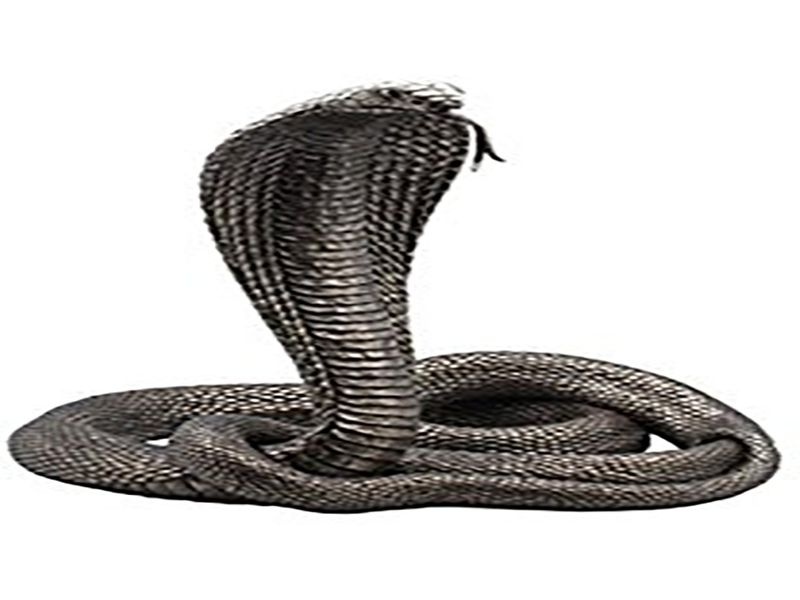 jalgaon,save,944,snake | जळगावात सर्पमित्रांनी वर्षभरात वाचविले 944 साप