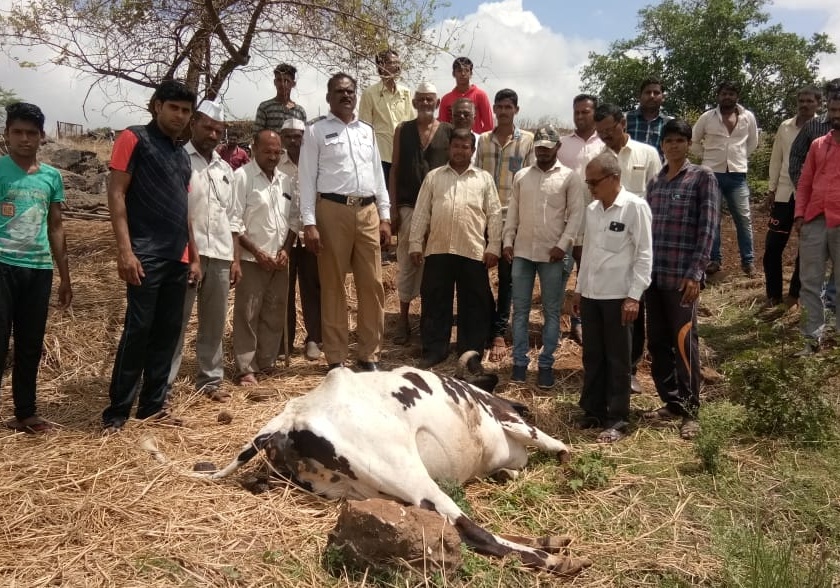 With the help of the army, the cow killed the cow | लष्कराच्या तोफगोळ्याने वाडिव-हेत गाय ठार
