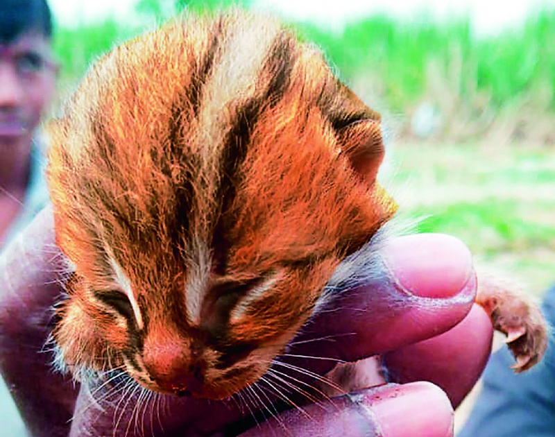 The Waghati cat was mowing ... pretending to be a small tiger | वाघाटी मांजर म्यॉऽऽव म्यॉव करत आली... छोटे वाघोबाच असल्याचा भास करून गेली