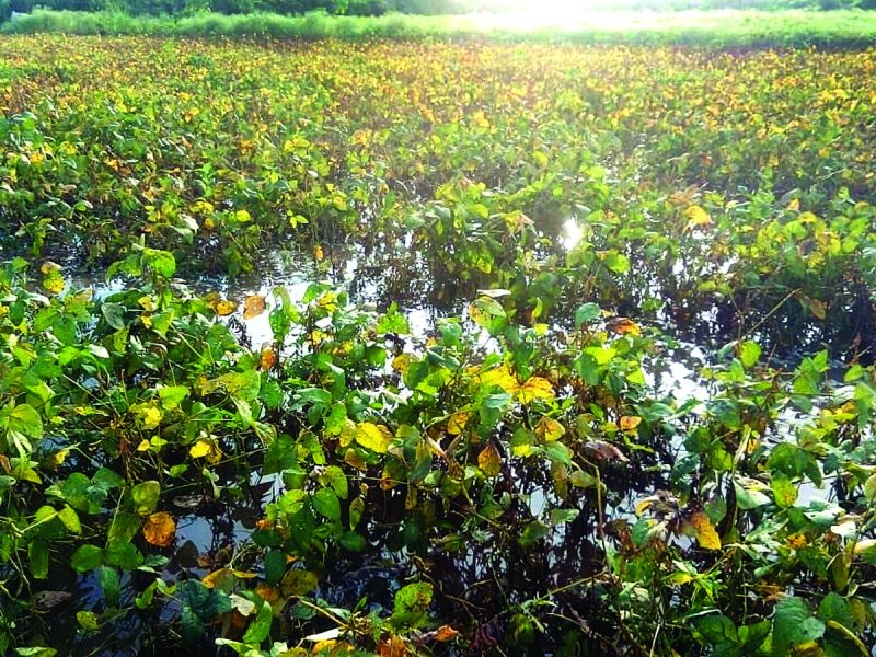 Damage of crops on 4880 hectares in Akot and Telhara talukas | अकोट व तेल्हारा तालुक्यांत ४८८० हेक्टरवरील पिकांचे नुकसान