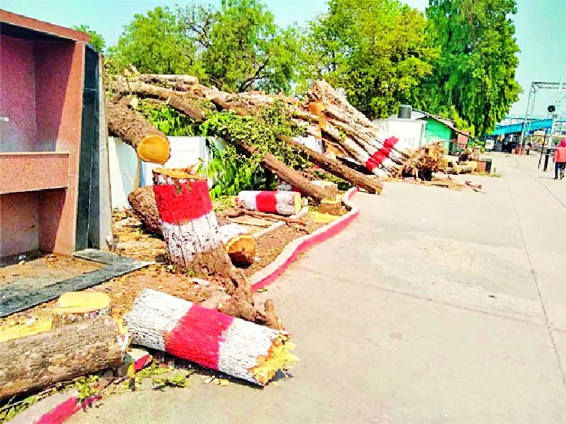 A tree collapses on the trees of Khurda on seventeen bushes | एक झाड कोसळताच सतरा झाडांवर कुऱ्हाड