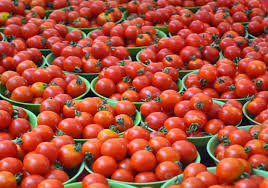  The market price of tomatoes plummeted | टमाट्याचे बाजारभाव घसरले