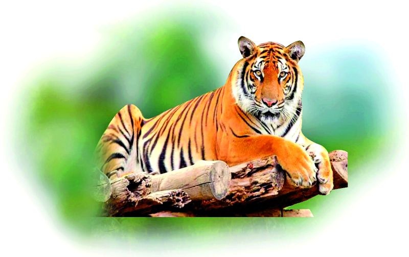 Most tigers in the world Melghat tiger project glue in India | जगात सर्वाधिक वाघ भारतात मेळघाट व्याघ्र प्रकल्प सरस