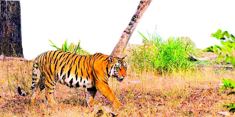 Impact on tiger habitat due to increasing tourism | वाढत्या पर्यटनामुळे वाघांच्या अधिवासासह वागणुकीवर परिणाम