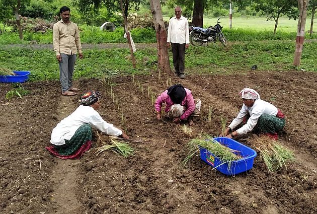 'Delicious grass' is being prepared in Amravati district | अमरावती जिल्ह्यात तयार होत आहे ‘चविष्ट गवत’