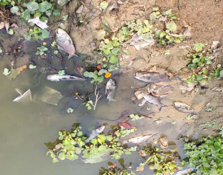 Hundreds of fish die in Ramala Lake in Chandrapur city | चंद्रपूर शहरातील रामाळा तलावातील शेकडो माशांचा मृत्यू