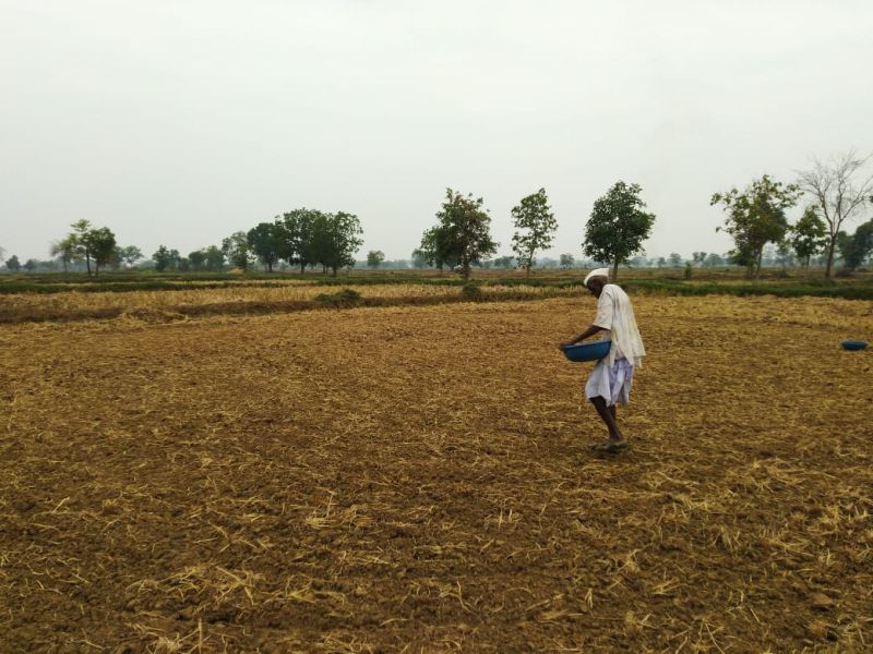 Drought-like conditions prevail in Gondia district | गोंदिया जिल्ह्यावर कोरड्या दुष्काळाचे सावट