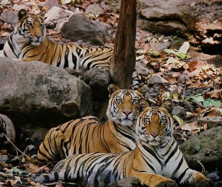 World Tiger Day; India has the most tigers in the world | २९ जुलै; जागतिक व्याघ्र दिन; जगात सर्वाधिक वाघ भारतात