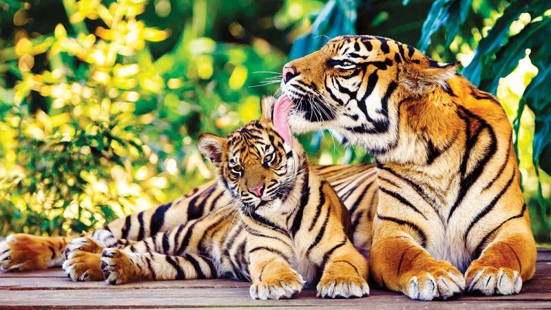 331 tigers, 669 bibs in the state; Report released by Indian Wildlife Institute | राज्यात ३३१ वाघ, ६६९ बिबट; भारतीय वन्यजीव संस्थानकडून अहवाल जाहीर