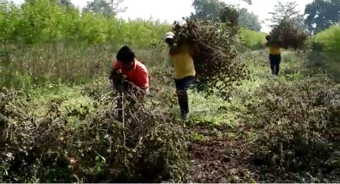 In Yavatmal district only 40% cotton is in the hands of farmers | यवतमाळ जिल्ह्यात केवळ ४० टक्के कापूस शेतकऱ्यांच्या हाती