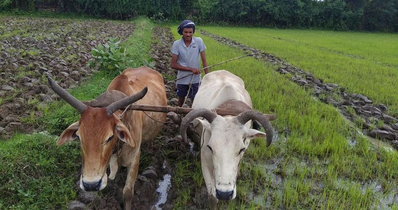 Vidarbha farmers get annoyed for crop insurance this year | यंदा पीक विम्यासाठी विदर्भातील शेतकरी अनुत्साही