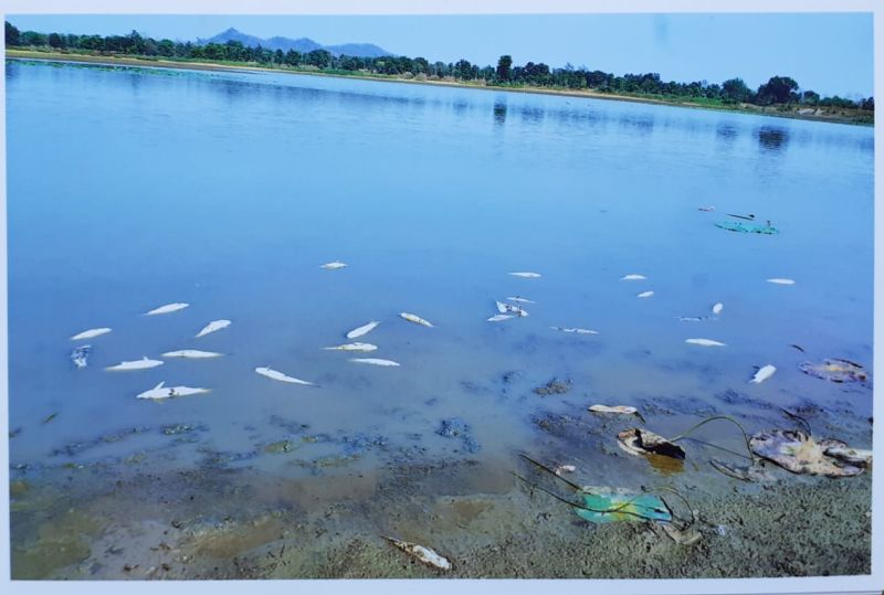 Hundreds of fish died due to heat in Gondia district | गोंदिया जिल्ह्यात उष्णतेमुळे शेकडो मासोळ्या मृत्युमुखी
