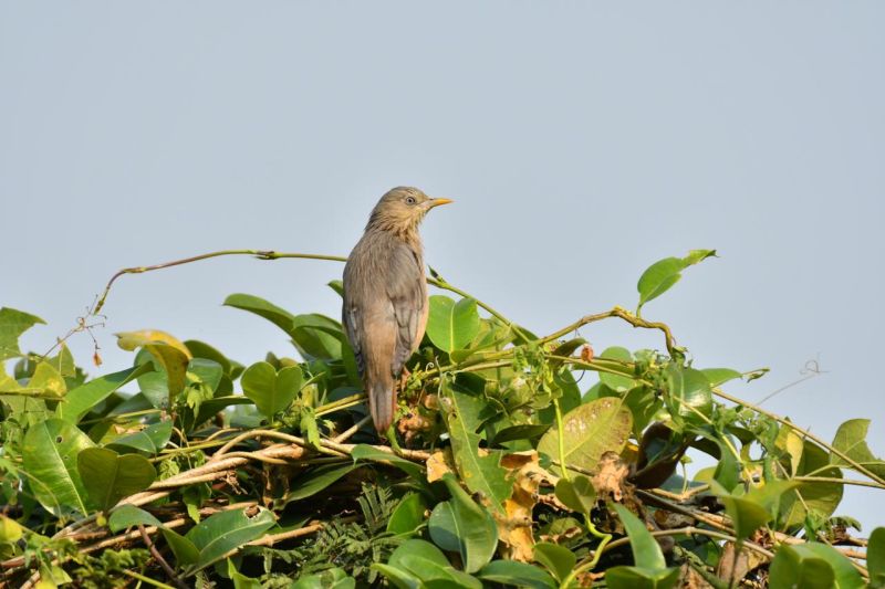 A school for birds at Gorewada Lake in Nagpur | नागपुरात गोरेवाडा तलावावर भरली पक्ष्यांची शाळा 