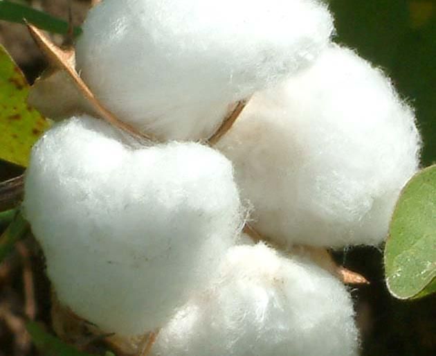 Cotton fair in Nagpur by Central Cotton Research Institute | केंद्रीय कापूस संशोधन संस्थेतर्फे नागपुरात कापूस मेळावा
