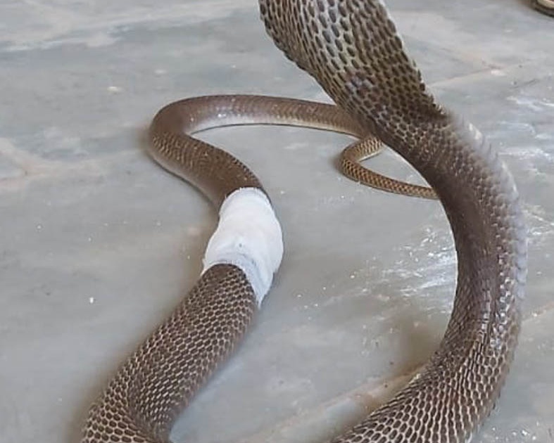 The serpent's friend gave his life to Nagaraja | जखमी नागावर उपचार : कापरीत सर्पमित्रांनी नागराजाला दिले जीवदान