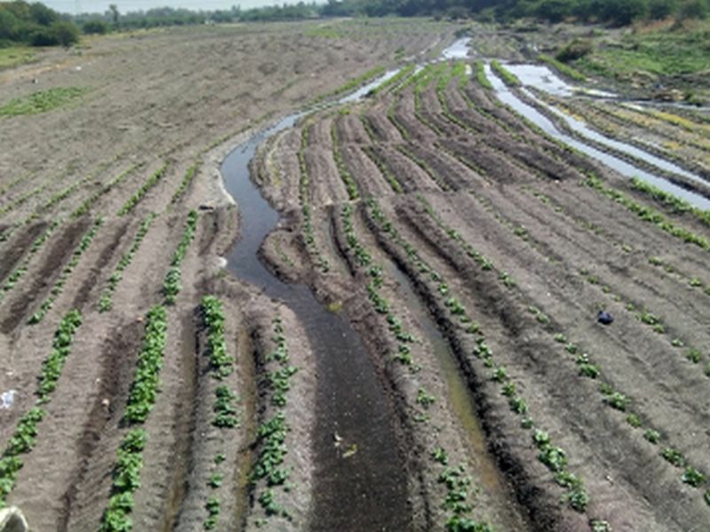 Protection of rivers due to paddy fields | डांगर मळ्यांमुळे होणार नदीपात्राचे संरक्षण