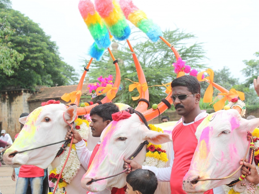 Kolhapur: Karnataki Bendur celebrated in district with Jiva and Shiva | कोल्हापूर : जिवा-शिवासोबत जिल्ह्यात कर्नाटकी बेंदूर साजरा
