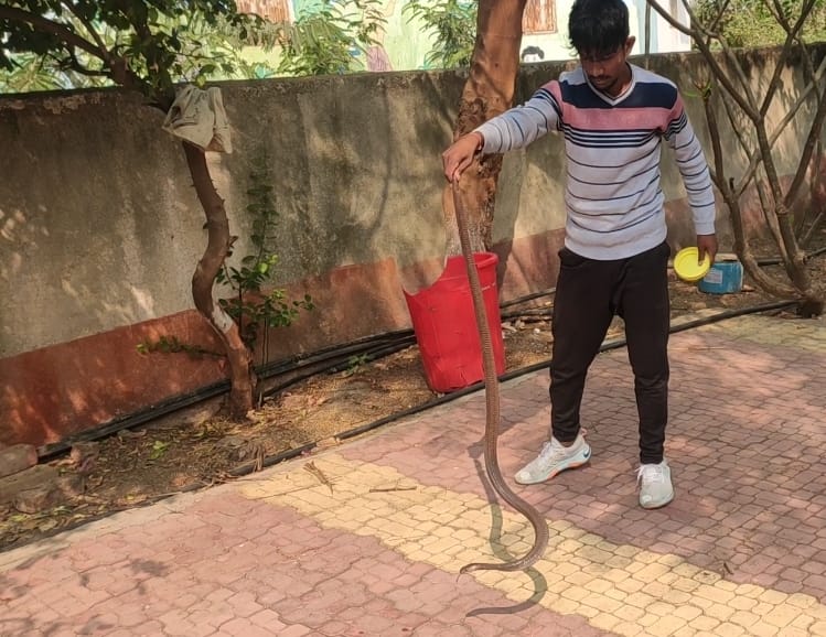 Cobra caught inside Andarsul Jayhindwadi school | अंदरसुल जयहिंदवाडी शाळेत पकडला कोब्रा