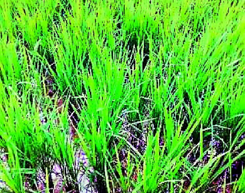 One lakh hectares of rice crop in danger | एक लाख हेक्टरमधील धानपीक धोक्यात