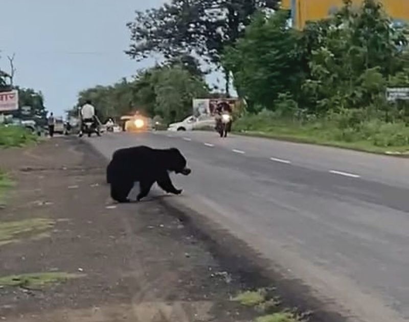 Free movement of bears around Buldana city | बुलडाणा शहरालगत अस्वलचा मुक्त संचार