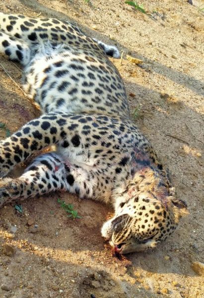 Leopard dies in wildlife clash in Chandrapur district | चंद्रपूर जिल्ह्यात वन्यप्राण्यांच्या झुंजीत बिबट्याचा मृत्यू