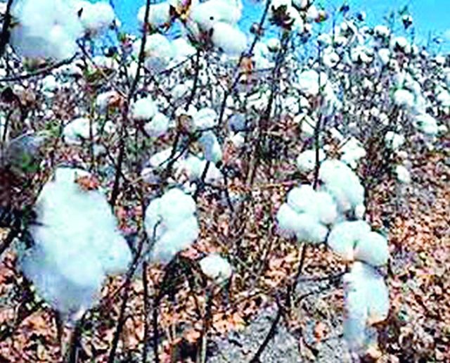 Purchase of recommended varieties of cotton | शिफारसप्राप्त कापूस वाणांचीच करा खरेदी