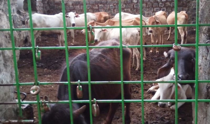 Killing of 16 animals with justice | न्यायप्रविष्ठ १६ जनावरांचा कोंडमारा