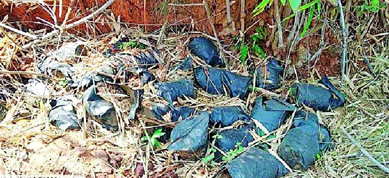Without planting trees, the sap bags were thrown into the forest | वृक्ष लागवड न करताच रोपांच्या पिशव्या जंगलात फेकल्या