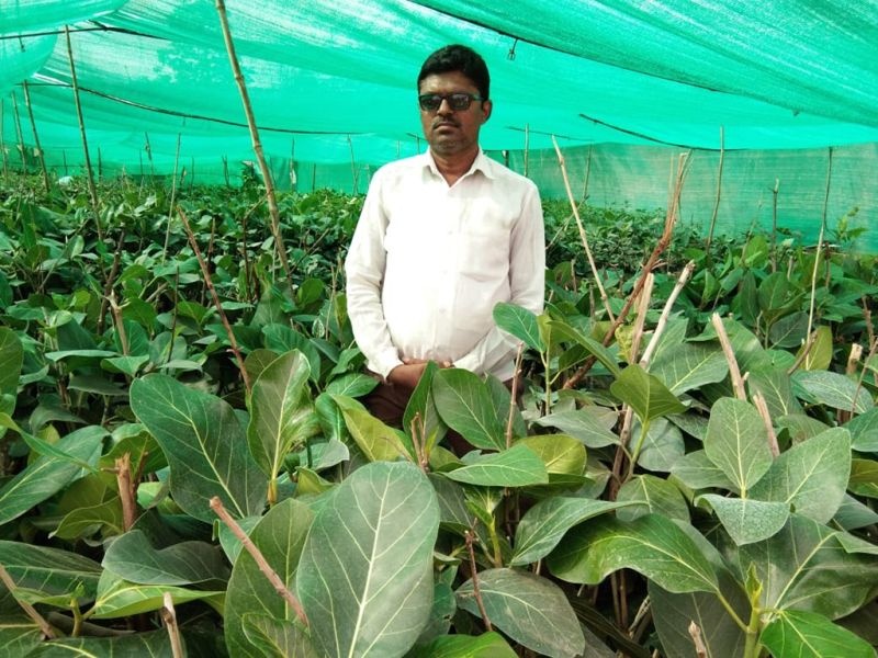 The creation of 30 thousand Vada seedlings, called 'Rakshu Nature Nature ...' | ‘रक्षु निसर्ग सृष्टी...’ म्हणत केली ३० हजार वडाच्या रोपांची निर्मिती