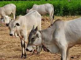 An unknown disease has killed eight cows a week in Khambale area | अज्ञात रोगाने खंबाळे परिसरात आठवड्यात आठ गायी दगावल्या