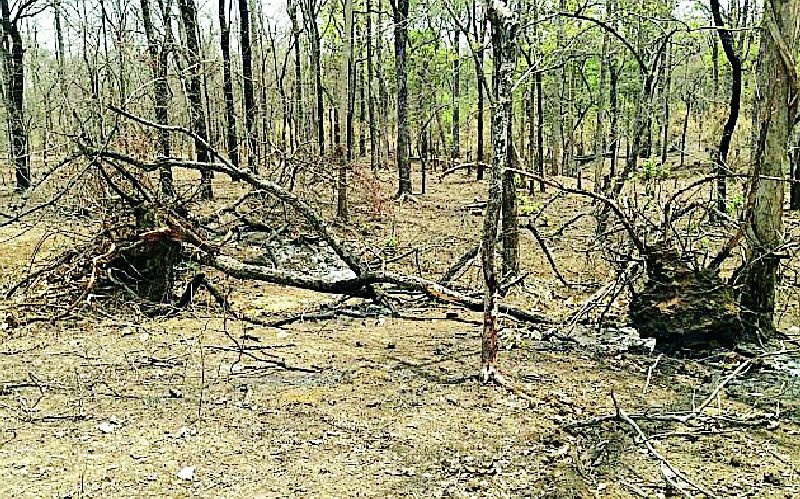 Slaughter of trees under the name of Khot | खोत तळ्याच्या नावाखाली वृक्षांची कत्तल