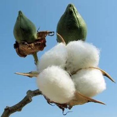 Emphasis on the cotton-producing plant | बोंडअळीचा धसका; डिसेंबरपर्यंत उत्पादन देणाऱ्या कपाशीवर भर