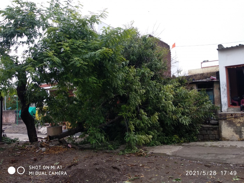 Road closed due to falling tree in Sakore | साकोरेत झाड कोसळल्यामुळे रस्ता बंद